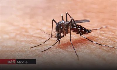 Dengue : Maurice compte 21 cas actifs