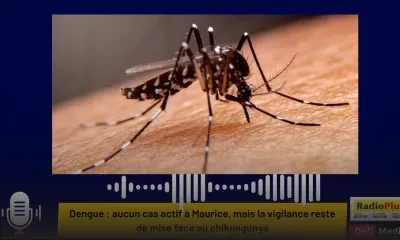 Dengue : aucun cas actif à Maurice, mais la vigilance reste de mise face au chikungunya