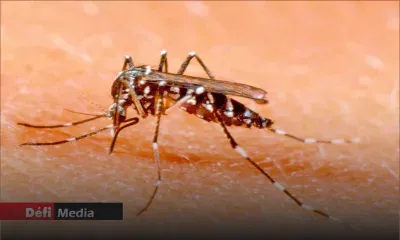 Dengue : plus de 250 cas actifs à Maurice