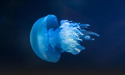 Trou-aux-Biches et Mont-Choisy : Des méduses aperçues dans les lagons