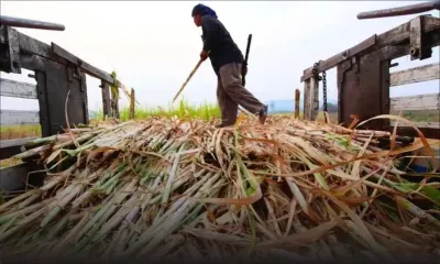 Estimations revues à la baisse : vers une production de 225 000 tonnes de sucre cette année