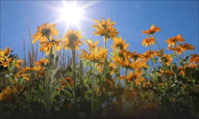 Prévisions météo : un dimanche ensoleillé !