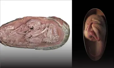 Un embryon de dinosaure parfaitement fossilisé s'apprêtait à éclore comme un oiseau