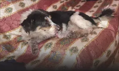 La bouleversante histoire de Blacky et Dipsy, deux chiens agressés au sabre