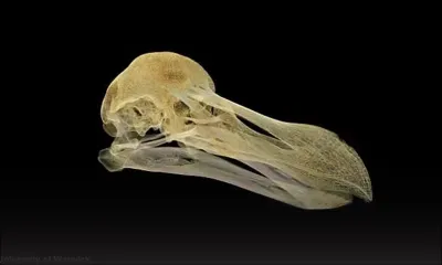 Le dodo d’Oxford a été tué d’une balle dans la tête il y a 350 ans