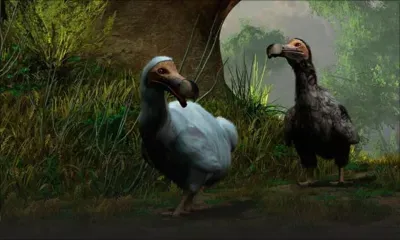 Une colombe de la Nouvelle-Zélande était apparentée au dodo 