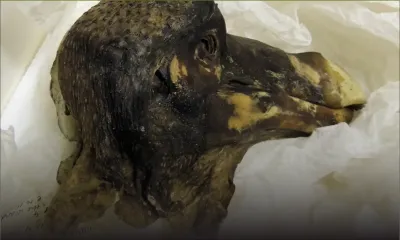 La dernière tête de dodo à tissus mous