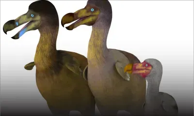 «Nous ne cherchons pas à recréer deux dodos. Nous voulons en faire des milliers» : faire renaître l’oiseau le plus célèbre du monde
