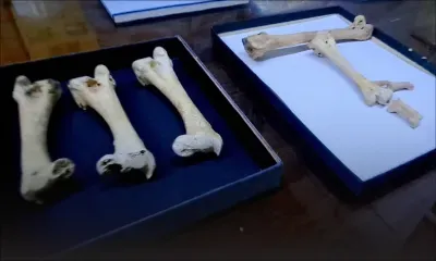 Des ossements de dodo vieux d’au moins 400 ans découverts à Maurice 