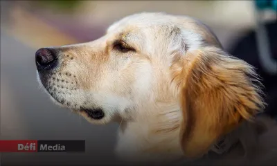 Attention : Les pétards traumatisent et causent la mort chez les animaux