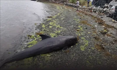 Sud-Est : 13 dauphins morts, selon un bilan à 13h30