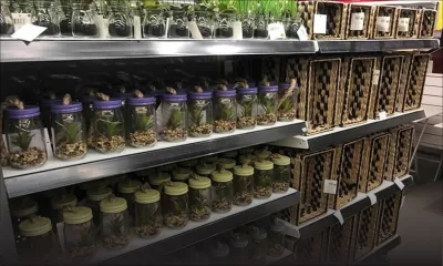   Gifi Maurice ouvre cette nuit et se retrouve au centre d'une polémique