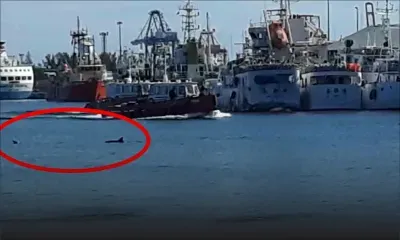 Rade de Port-Louis : des dauphins «se donnent en spectacle depuis deux semaines»