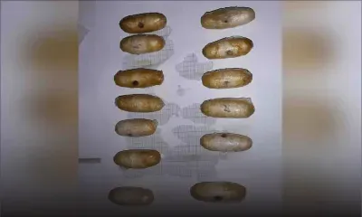 Mule : des Mauriciens se prêtent au jeu