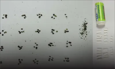 Plaisance : des semences de cannabis et des psychotropes découverts sur un Mahorais