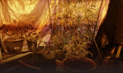 À Albion : arrêté pour avoir cultivé du cannabis chez lui