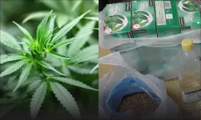 Drogue synthétique vs cannabis : les recommandations de la Commission d'enquête 