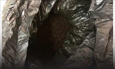 Batterie-Cassée : Rs 7 M de drogue synthétique découvertes près d'un terrain de jeu