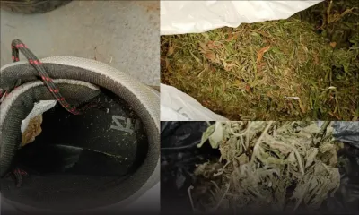 Rs 380 000 de gandia postés depuis La Réunion saisis, deux femmes arrêtées