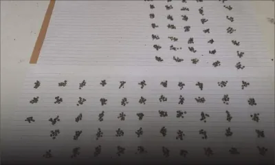 Un habitant de Bambous arrêté avec 1 080 graines de cannabis