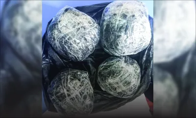 Valeur marchande estimée à Rs 4 millions : le cannabis déterré à Sodnac proviendrait de La Réunion 