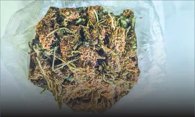 Opération antidrogue : Du cannabis valant un demi-million de roupies saisi à Cité Richelieu