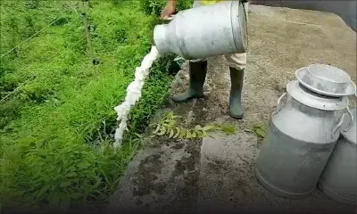 Leur distributeur sans WAP : des éleveurs se disent contraints de jeter 6 000 litres de lait