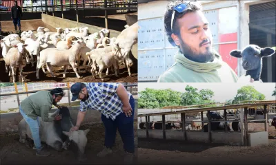 Eid-ul-Adha : des moutons pour un Qurbani authentique 