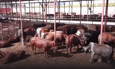 Eid-ul-Adha 2022 : bras de fer sur le prix du bétail entre les autorités et l’importateur