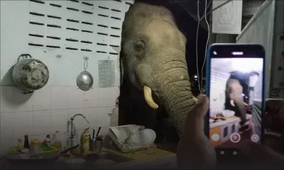 Un éléphant dans la cuisine : une famille thaïlandaise reçoit la visite répétée d'un mastodonte