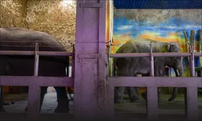 Le plus grand zoo d'Ukraine piégé près de la ligne de front