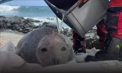 La Réunion : blessée par des hameçons, une éléphante de mer secourue 