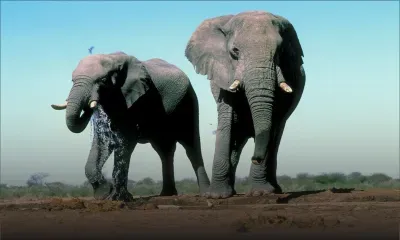 Hindu Maha Jana Sangham souhaite accueillir deux éléphants à Kaylasson