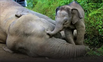 Malaisie : six éléphants pygmées retrouvés morts à Bornéo