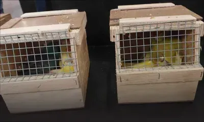 Arrivée en provenance de l’Afrique du Sud : la gérante d’un Pet Shop est interceptée avec 44 oiseaux dans ses valises 