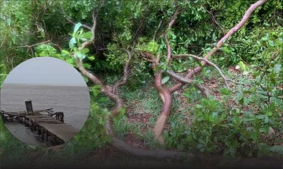 [En images] Rivière-Noire : des arbres plient sous les rafales de Batsirai