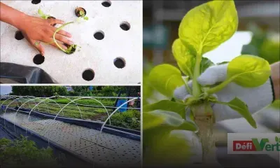 Défi Vert : la plantation dans l'eau