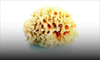 L’éponge de mer de Maurice peut tuer des cellules cancéreuses du foie