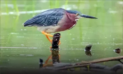 Environnement : 1 000 litres de fioul déversés dans l’estuaire de Terre-Rouge