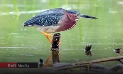 Ruisseau de Terre Rouge : 43 000 litres de fioul mélangé à l'eau pompés à ce jour