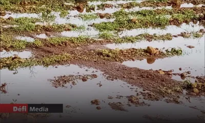 Post-Emnati : une évaluation des pertes encourues par les planteurs bientôt effectuée