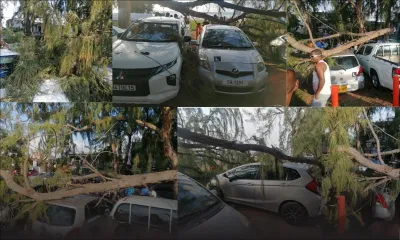 Flic-en-Flac : la chute d'une grosse branche de filao endommage pas moins de quatre voitures 