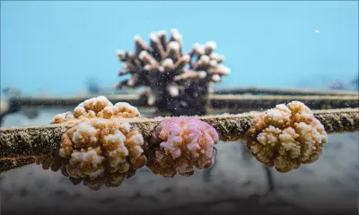 Fermes coralliennes : fin du bouturage, les ONG dénoncent une rupture