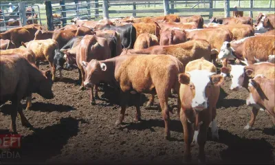 Fièvre aphteuse en 2016 : plusieurs dizaines de millions pour indemniser les éleveurs