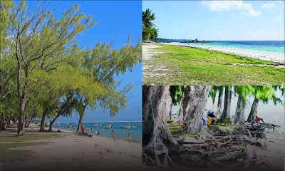 Érosion : les filaos appelés à disparaître de certaines plages