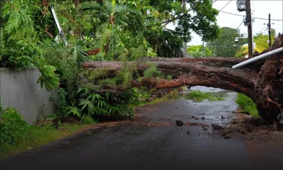 Cyclone Freddy – Pointe-aux-Canonniers : un filao n’a pu résister aux rafales