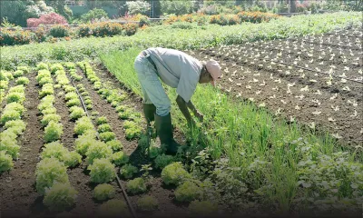 Constat post-cyclone : coup dur pour la culture vivrière après le passage Freddy