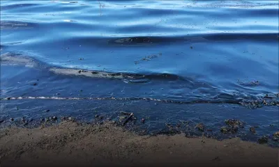 Fuite d'huile : ce drame écologique aurait-il pu être évité ?