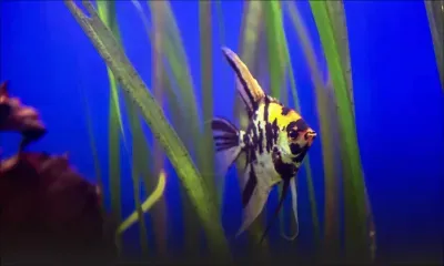 Importation d’animaux et de poissons vivants : l’interdiction étendue aux pays de l’Union européenne, à la Suisse et à La Réunion