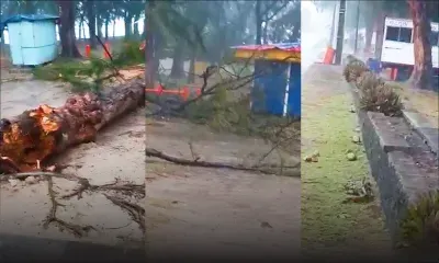 Plage de Flic en Flac : Un arbre s’écrase sur un van de fast-food